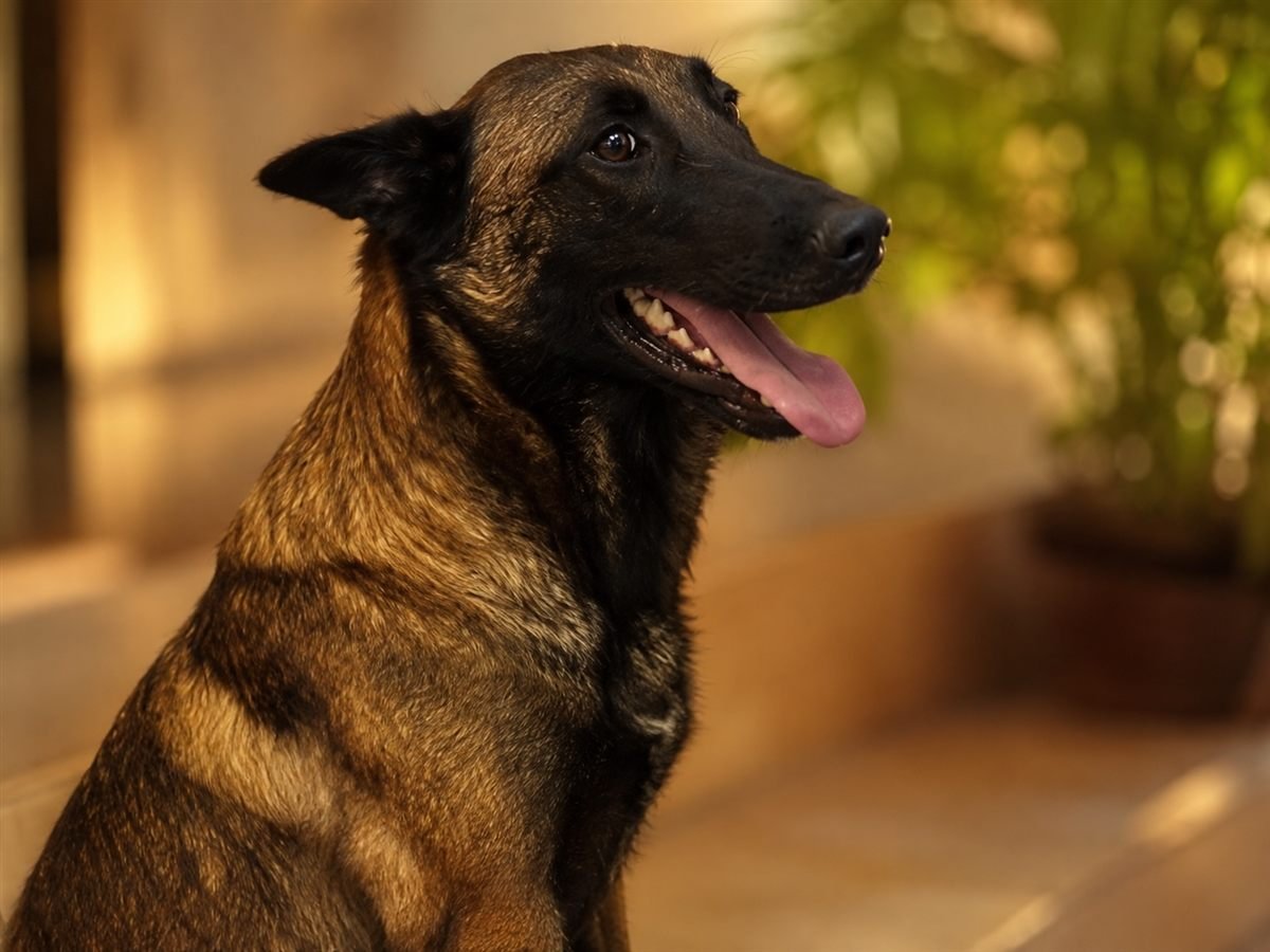 Blue, Berger Belge Malinois femelle au masque noir de notre élevage