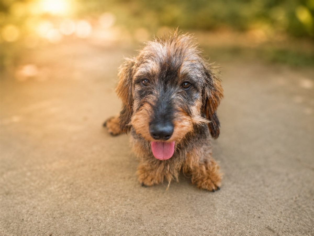 Danko, Teckel reproducteur de notre élevage
